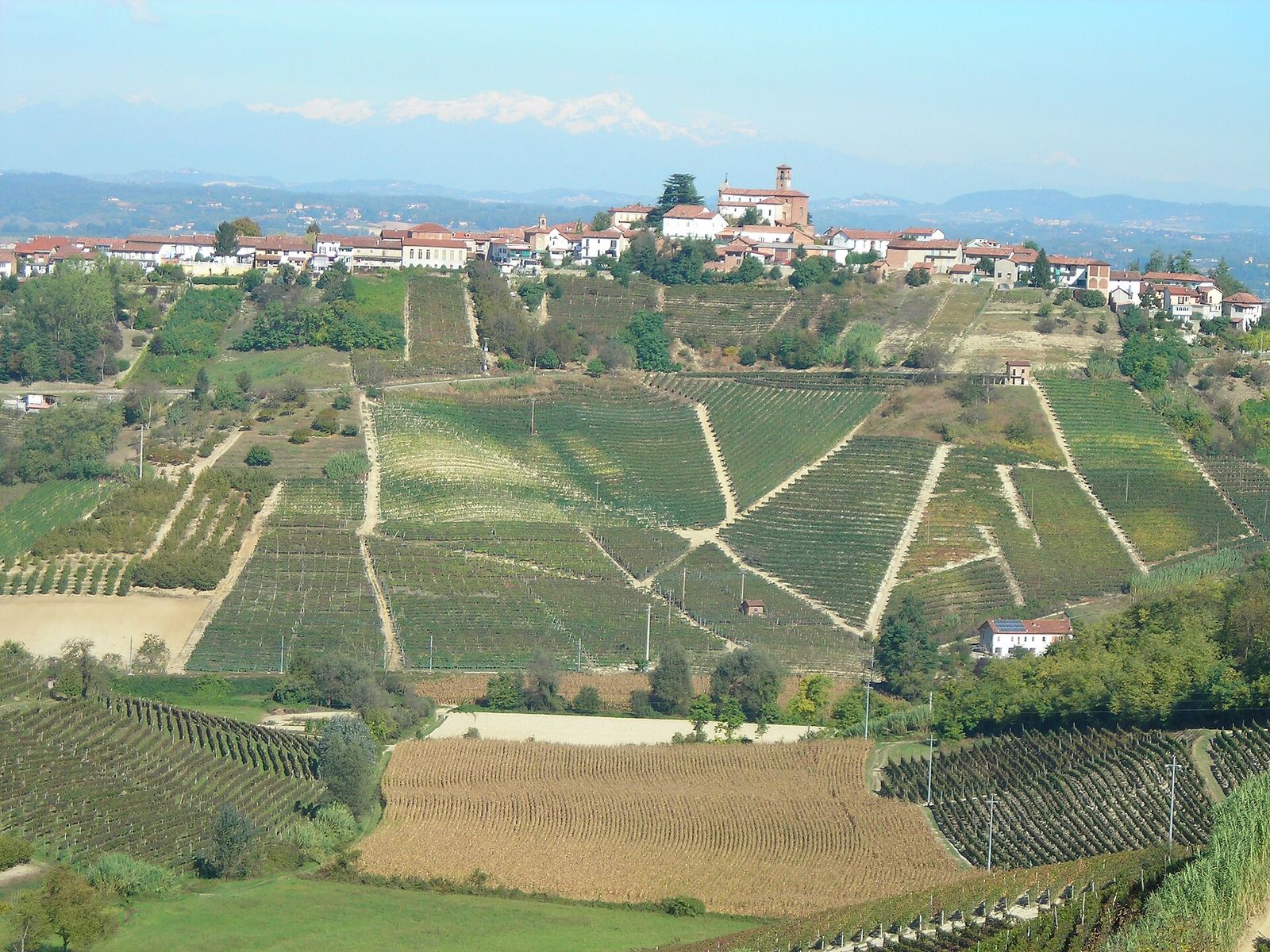 Vigneti a inizio ottobre sotto il borgo di San Marzanotto, frazione di Asti, con le Alpi innevate sullo sfondo