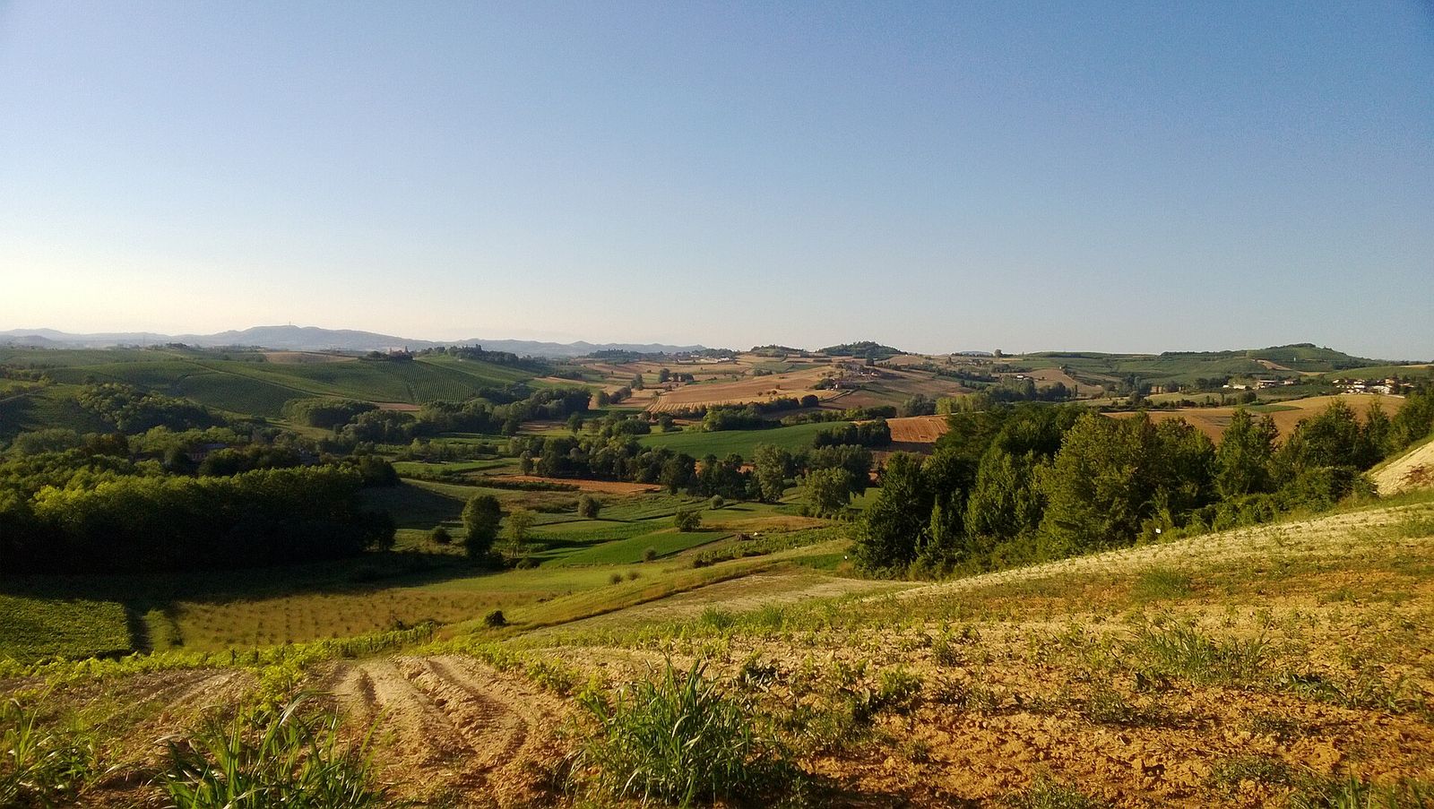 Colline astigiane a Portacomaro nella luce della sera, con vigneti, campi arati e macchie di bosco fino all'orizzonte