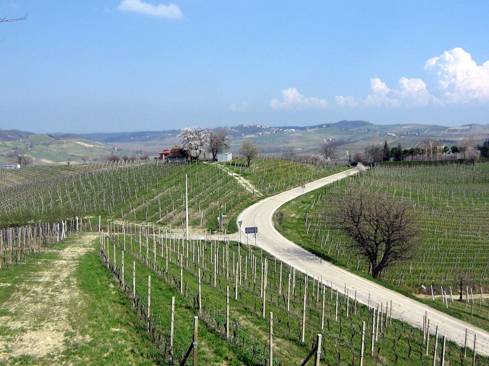 Una strada di campagna e una capezzagna erbosa tra i vigneti di Fontanile, nell'Astigiano, con alcuni alberi in fiore
