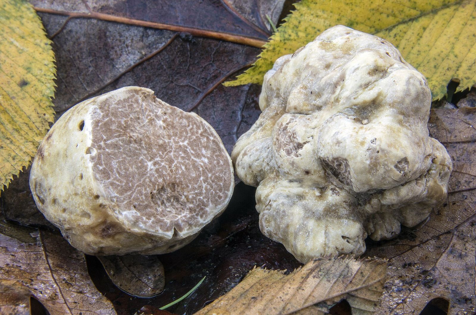 Due tartufi bianchi su foglie d'autunno: uno intero e uno tagliato a metà, con l'interno marmorizzato