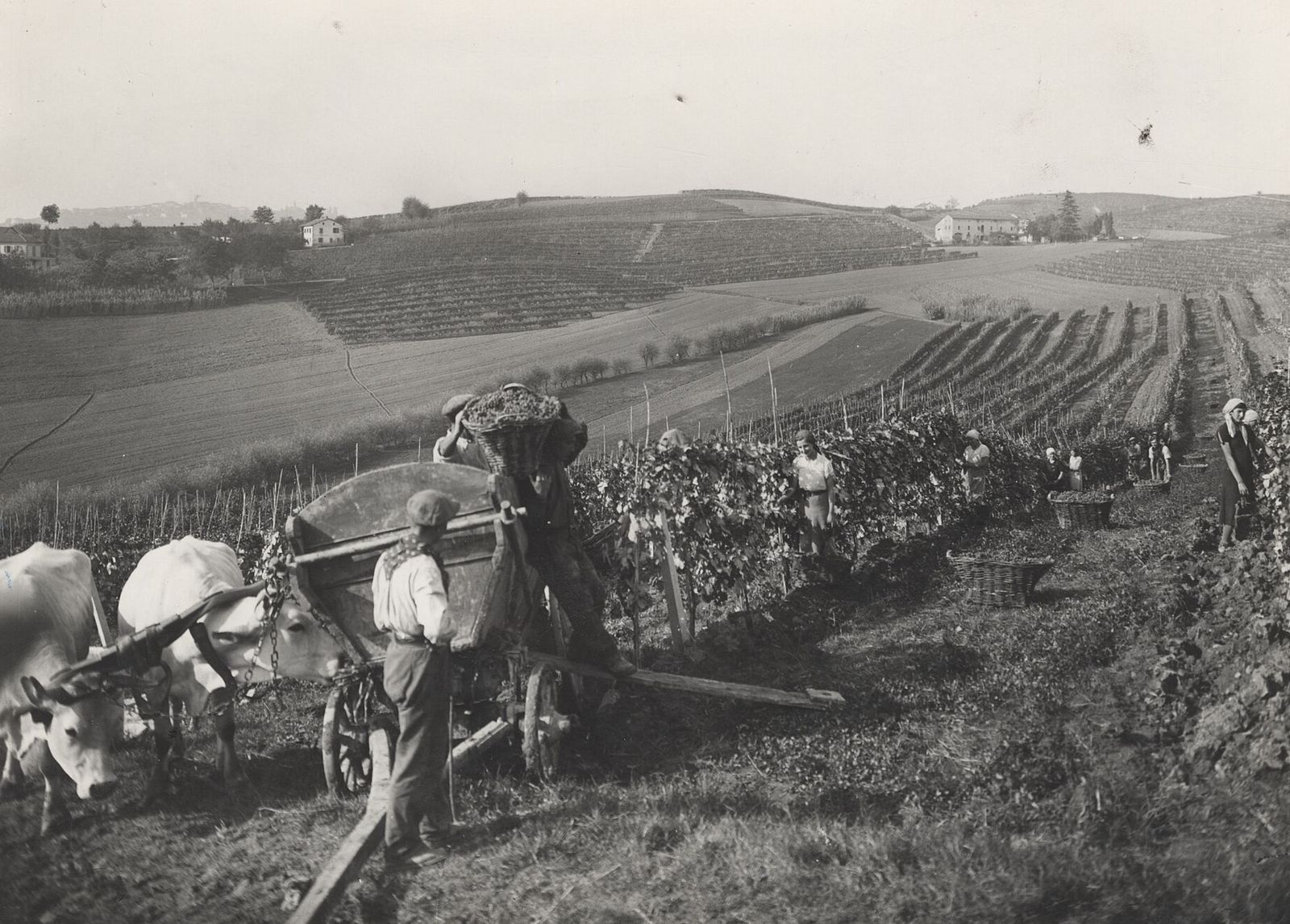 Fotografia in bianco e nero di una vendemmia sulle colline del Monferrato nel 1955, con un carro trainato da buoi e vendemmiatori tra i filari