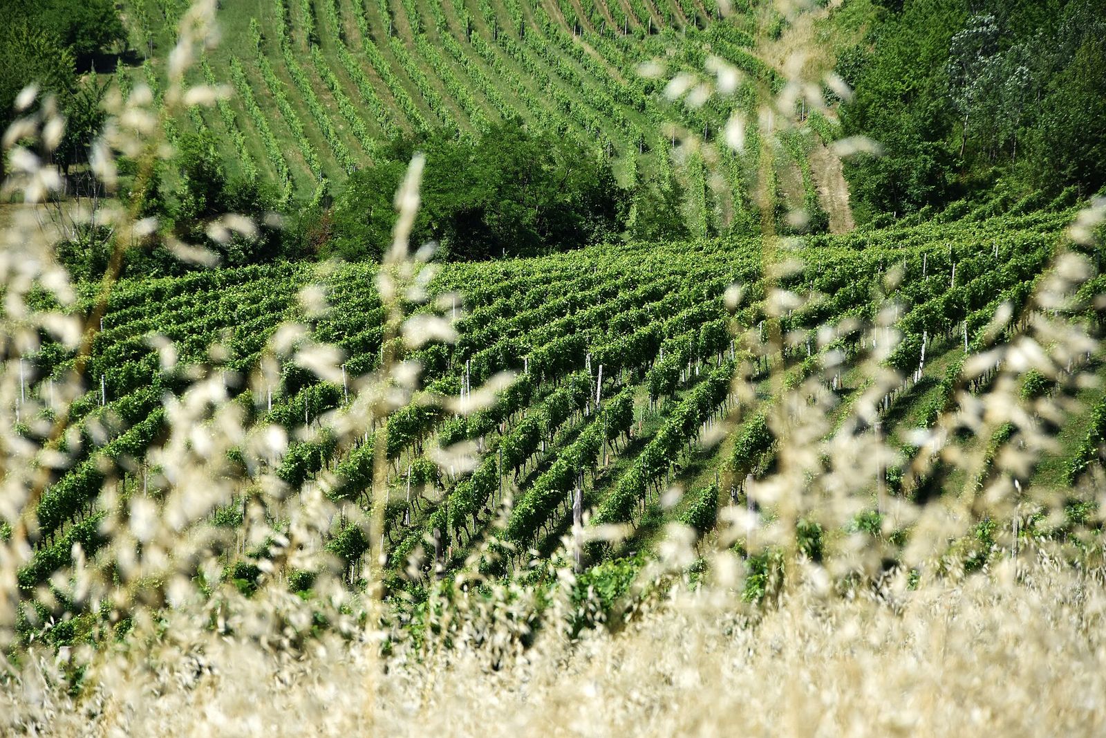 Filari di vite in estate sulle colline di Santo Stefano, frazione di Montegrosso d'Asti, visti tra le spighe d'avena