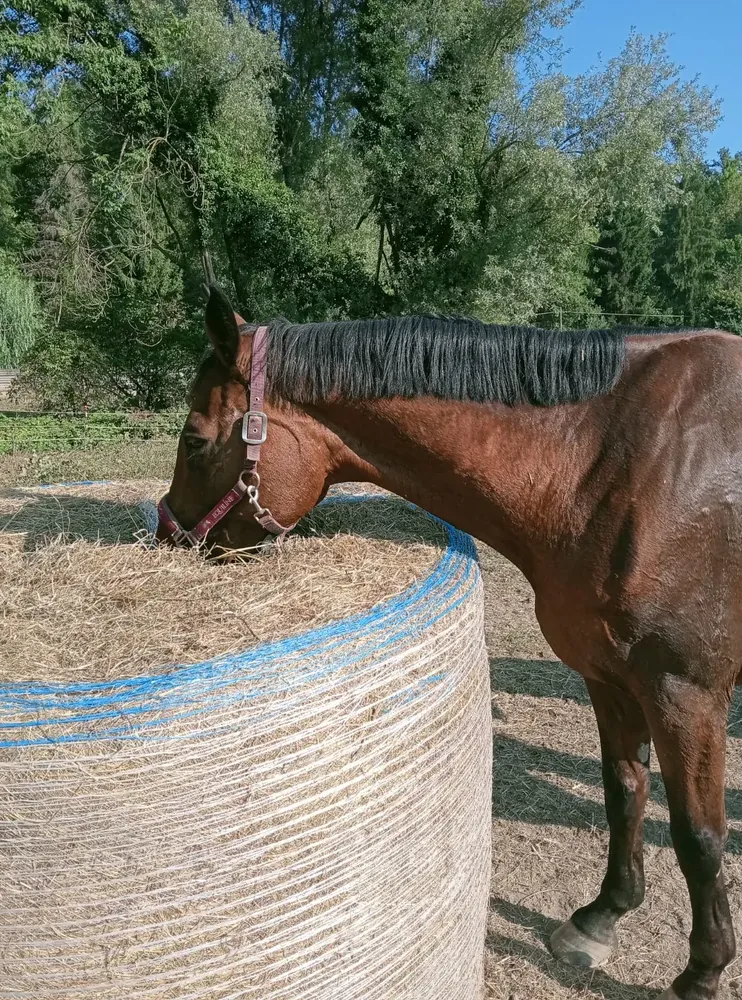 Un cavallo accanto alla rotoballa di fieno