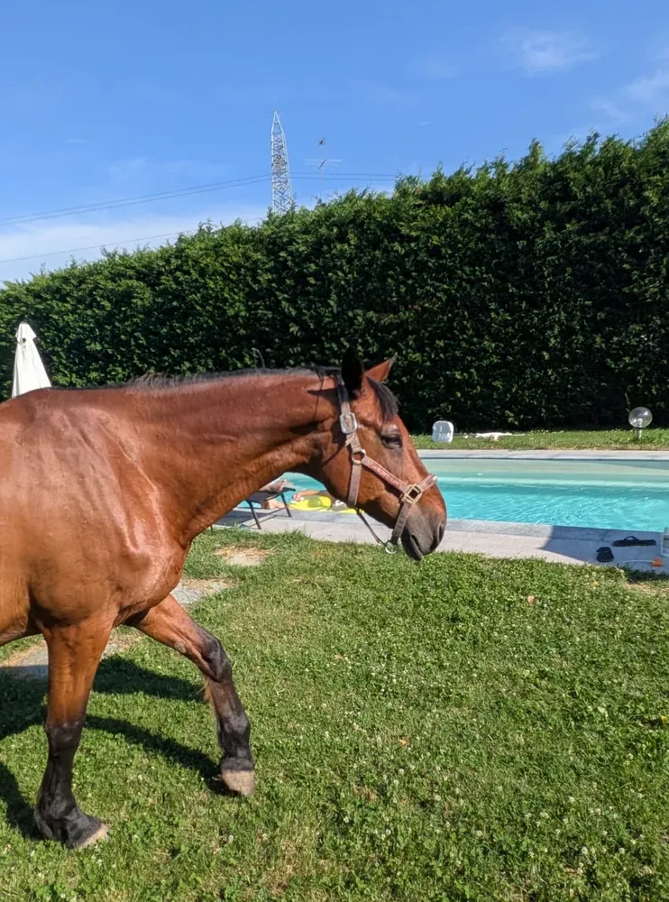 Un cavallo sul prato vicino alla piscina
