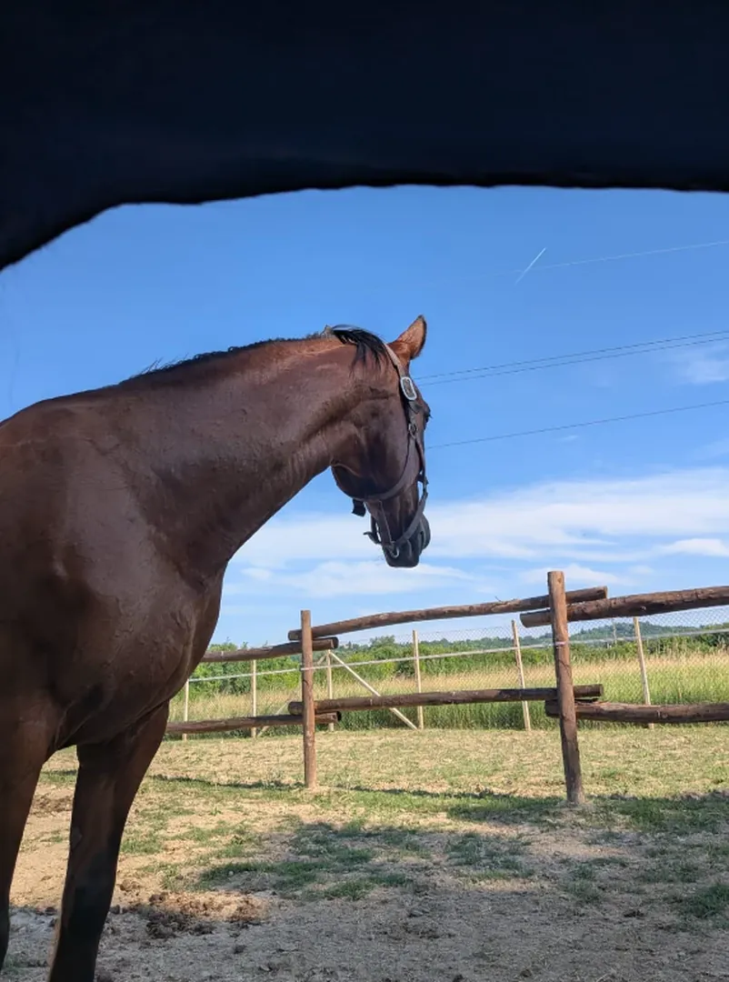 Un cavallo affacciato al recinto