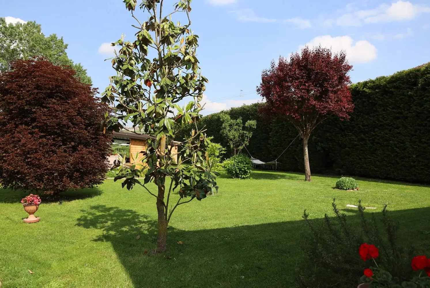 Il prato con la magnolia
