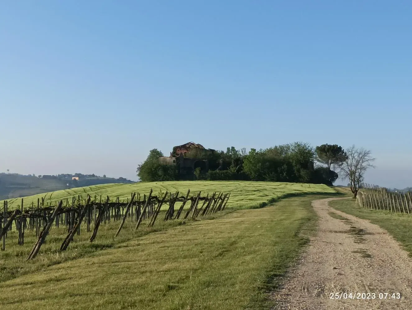 Un sentiero tra le vigne