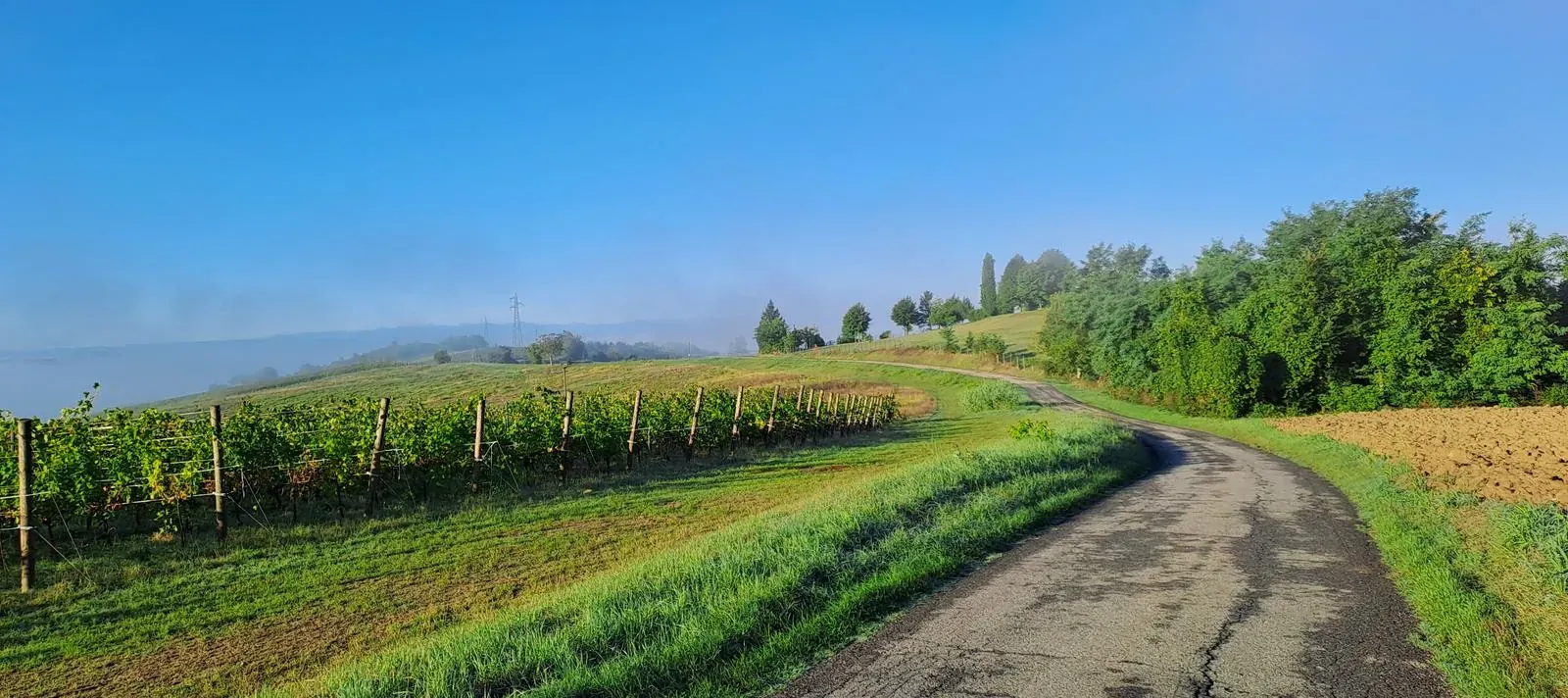 Una strada di campagna tra i filari